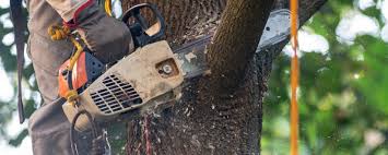 How Our Tree Care Process Works  in  Parker, FL