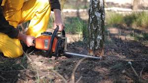 Professional  Tree Services in Parker, FL