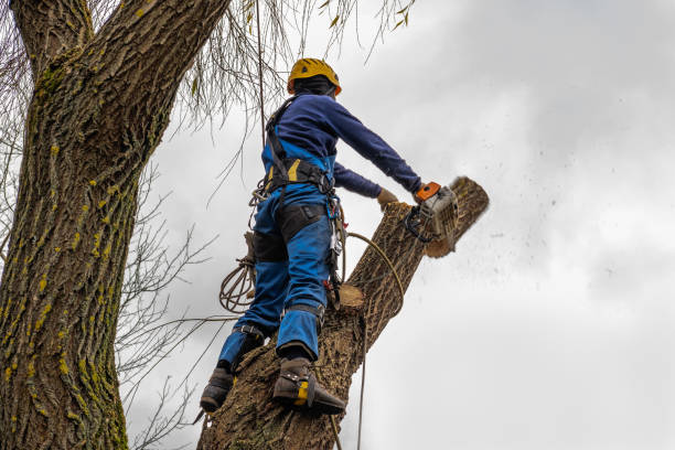 Best Tree Mulching  in Parker, FL