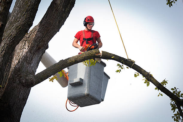 Best Seasonal Cleanup (Spring/Fall)  in Parker, FL