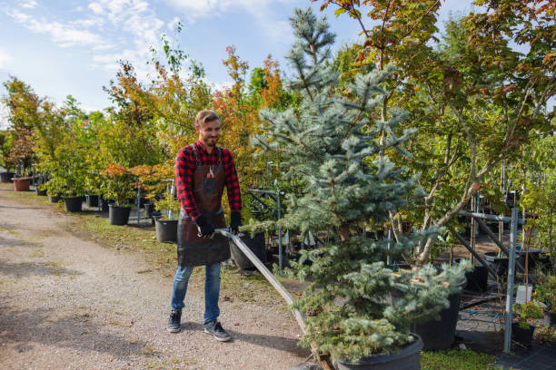 Tree and Shrub Care in Parker, FL